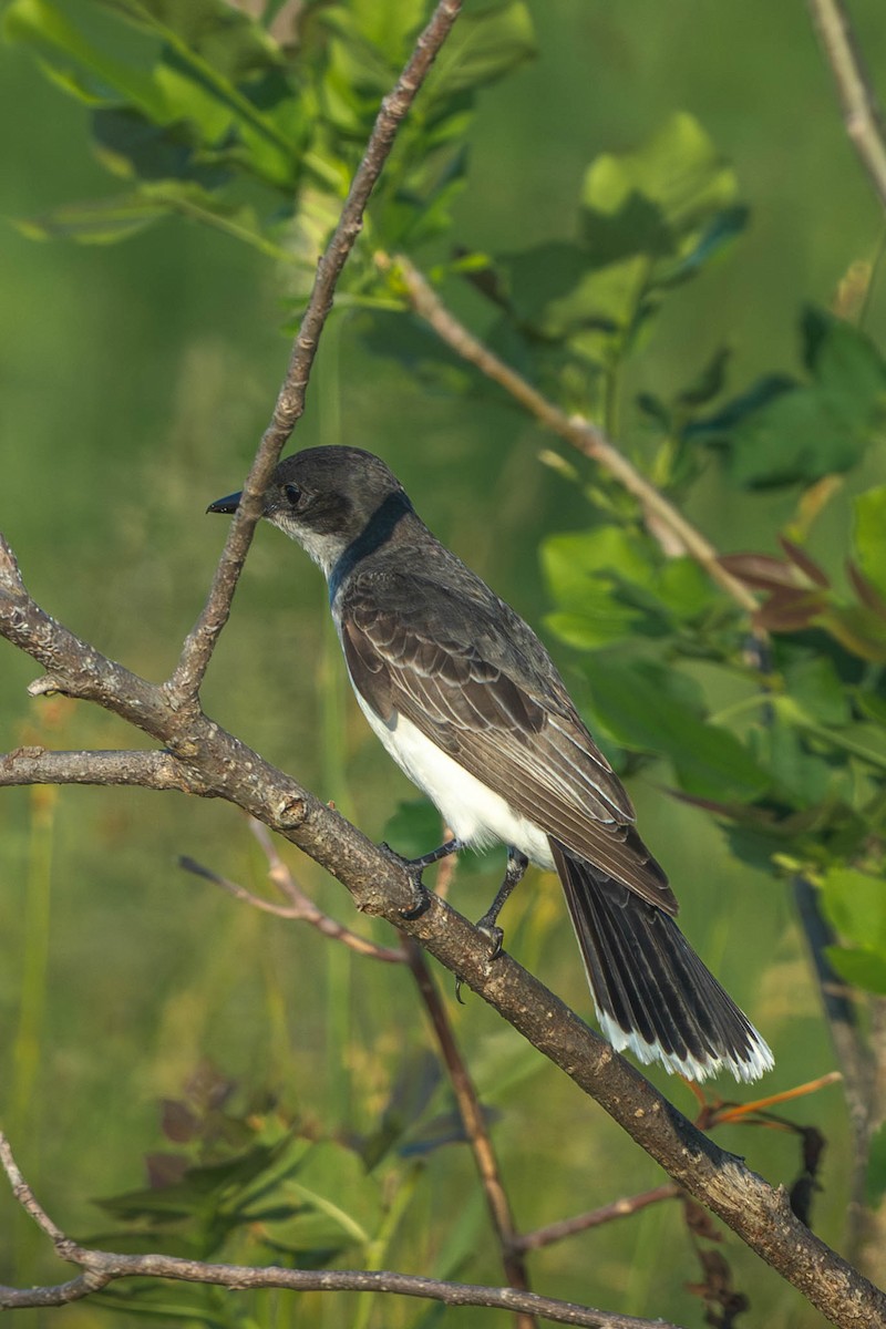 Tirano Oriental - ML646197378