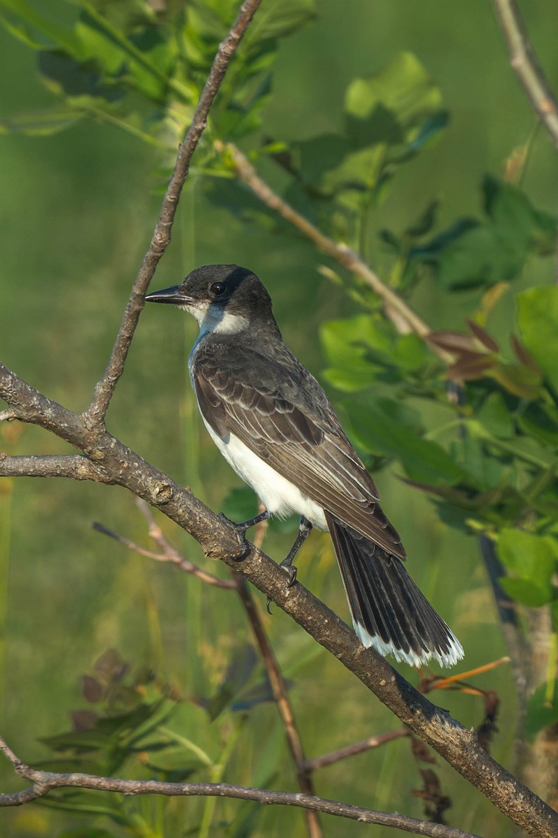 Tirano Oriental - ML646197379