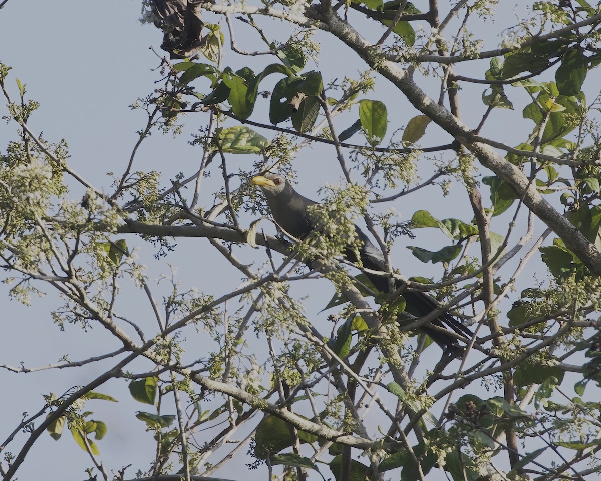 Green Malkoha - ML646197381