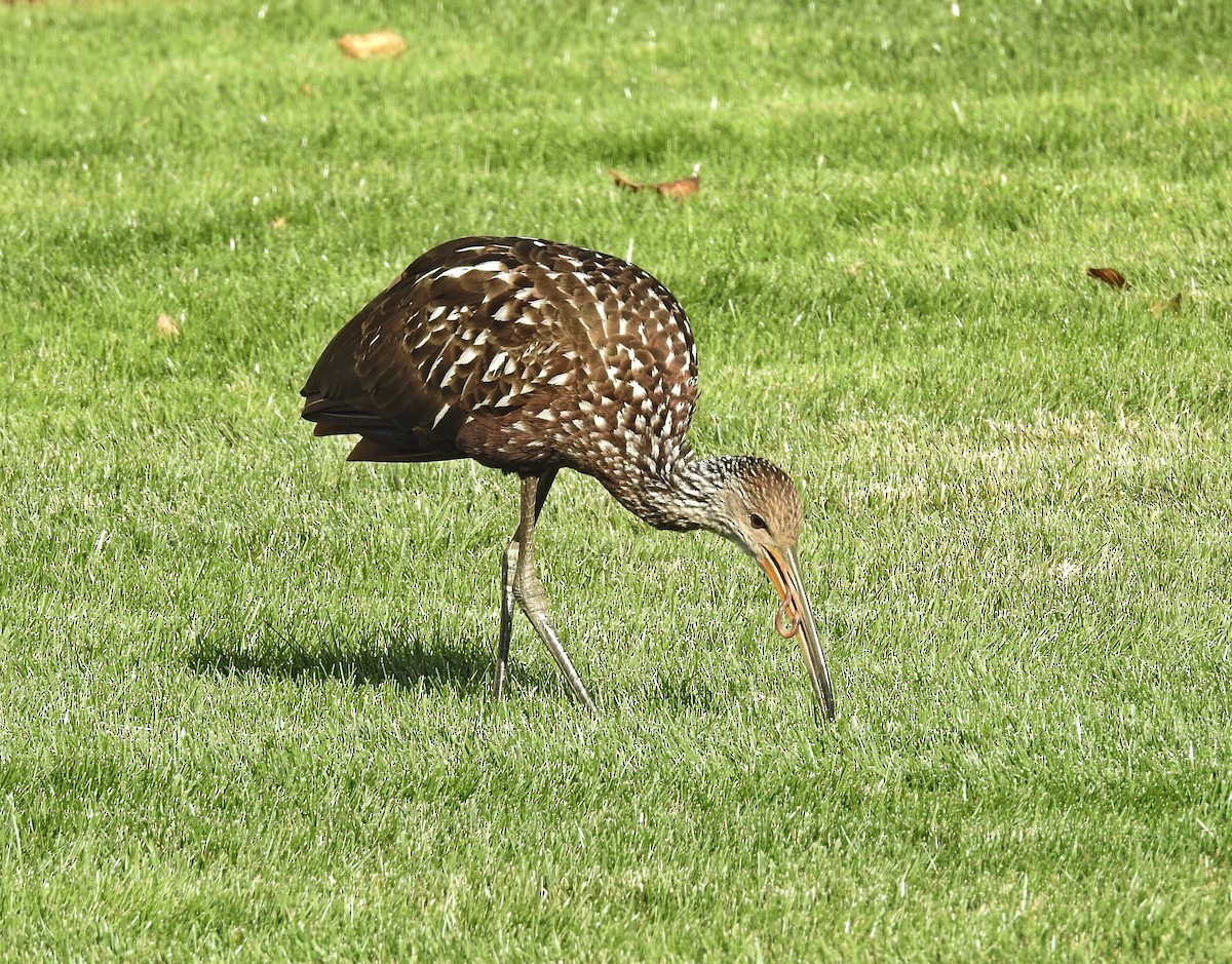 kurlan chřástalovitý - ML646197383