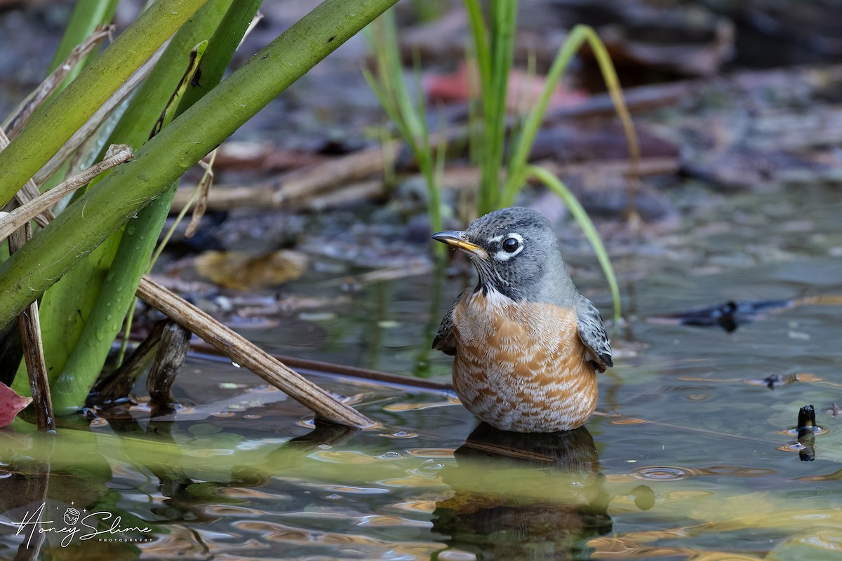 American Robin - ML646197384