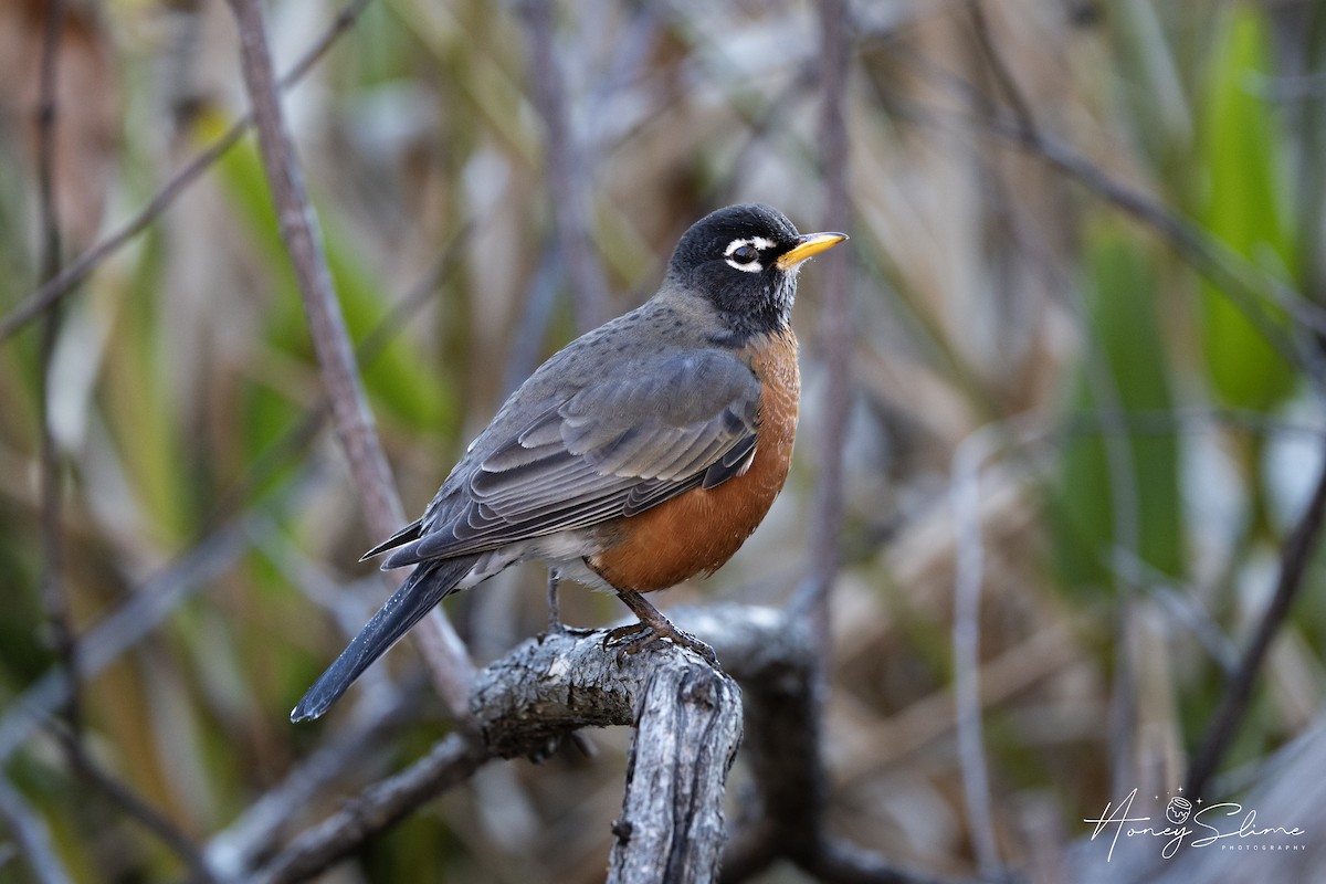 American Robin - ML646197385
