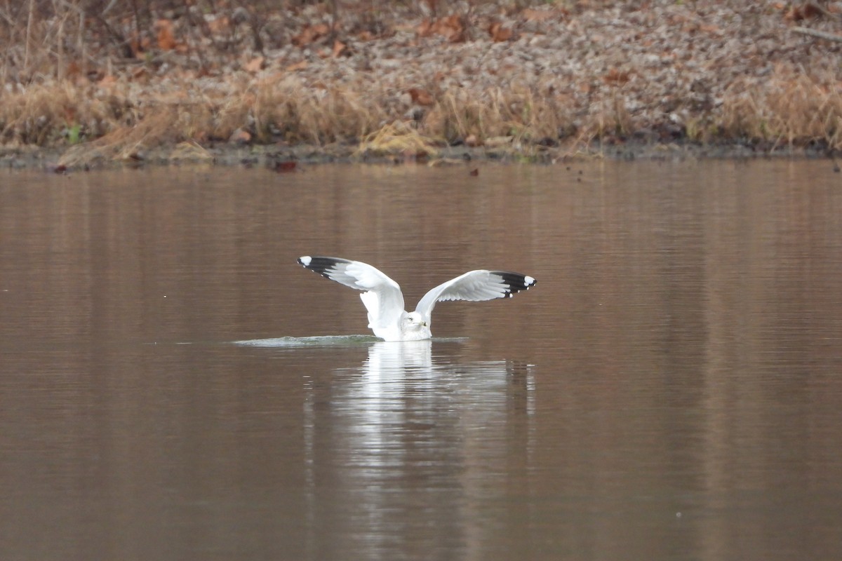 Ring-billed Gull - ML646197387