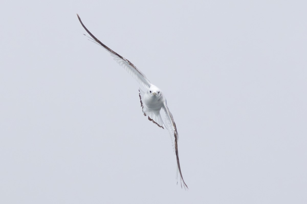 Kara Ayaklı Martı (tridactyla) - ML646197395