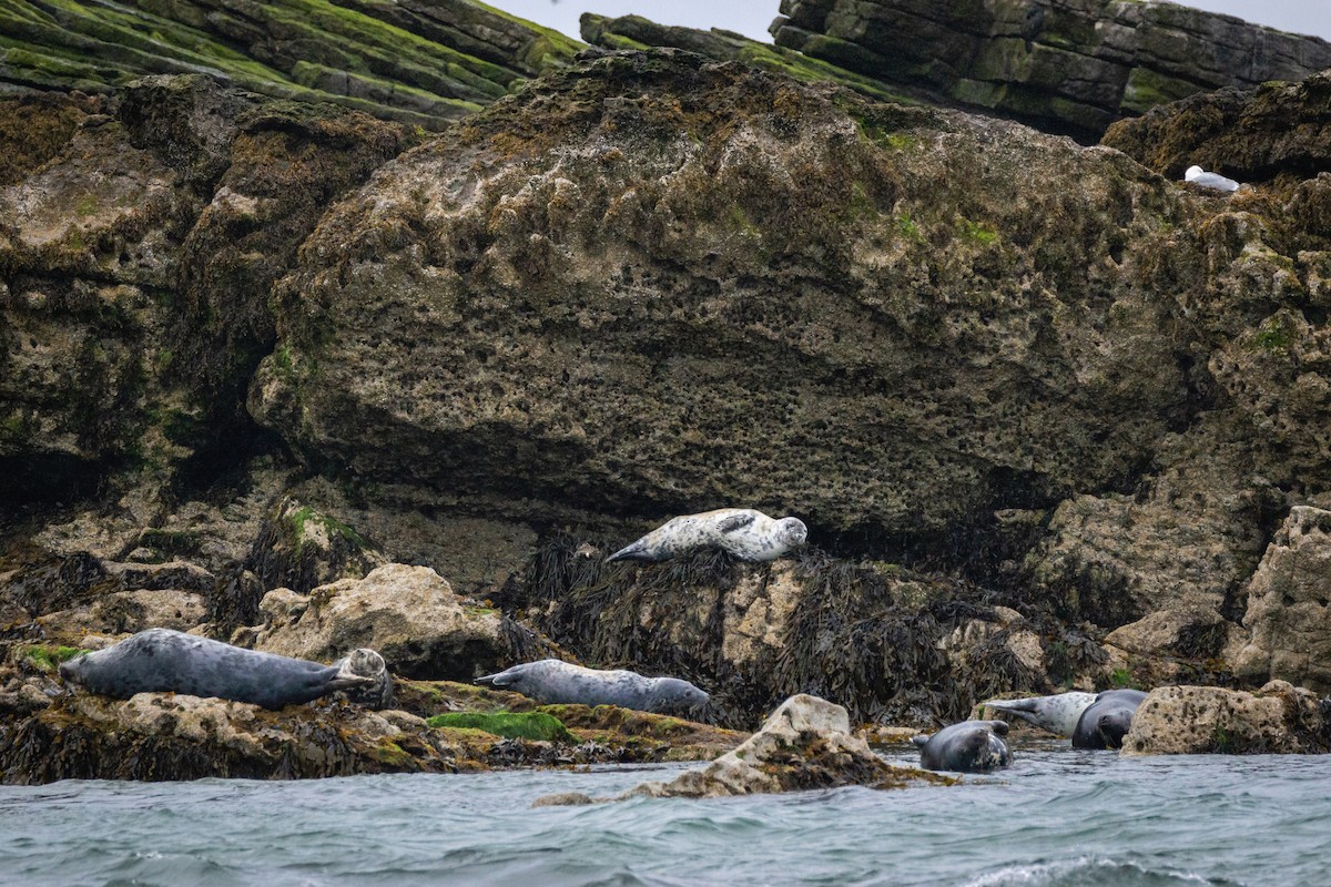 Grey Seal - ML646197397