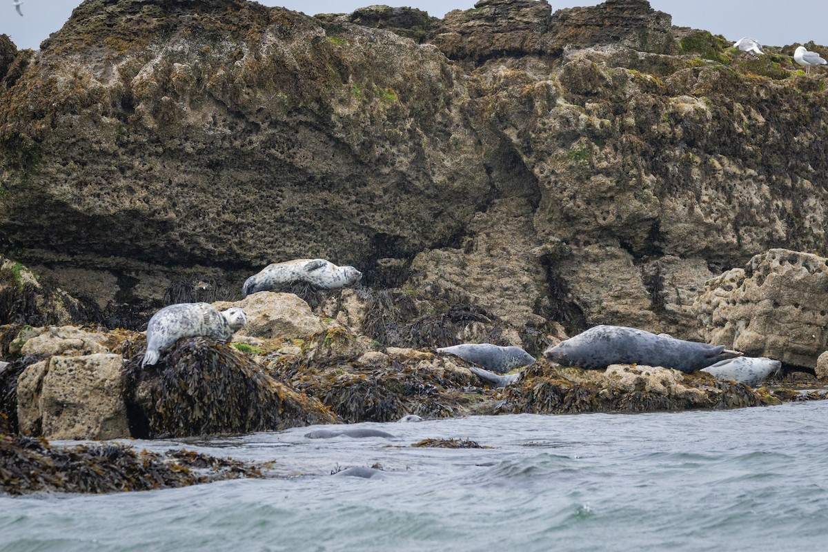 Grey Seal - ML646197398