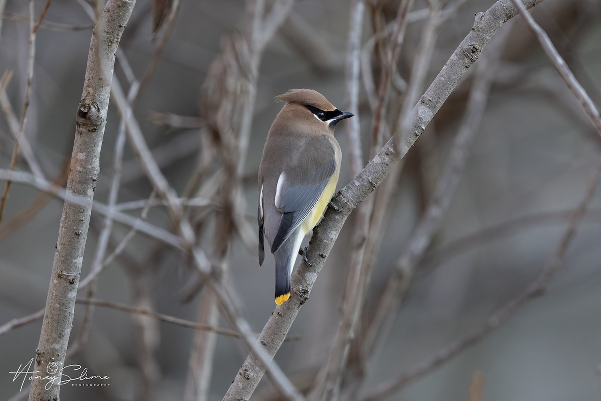 Cedar Waxwing - ML646197399