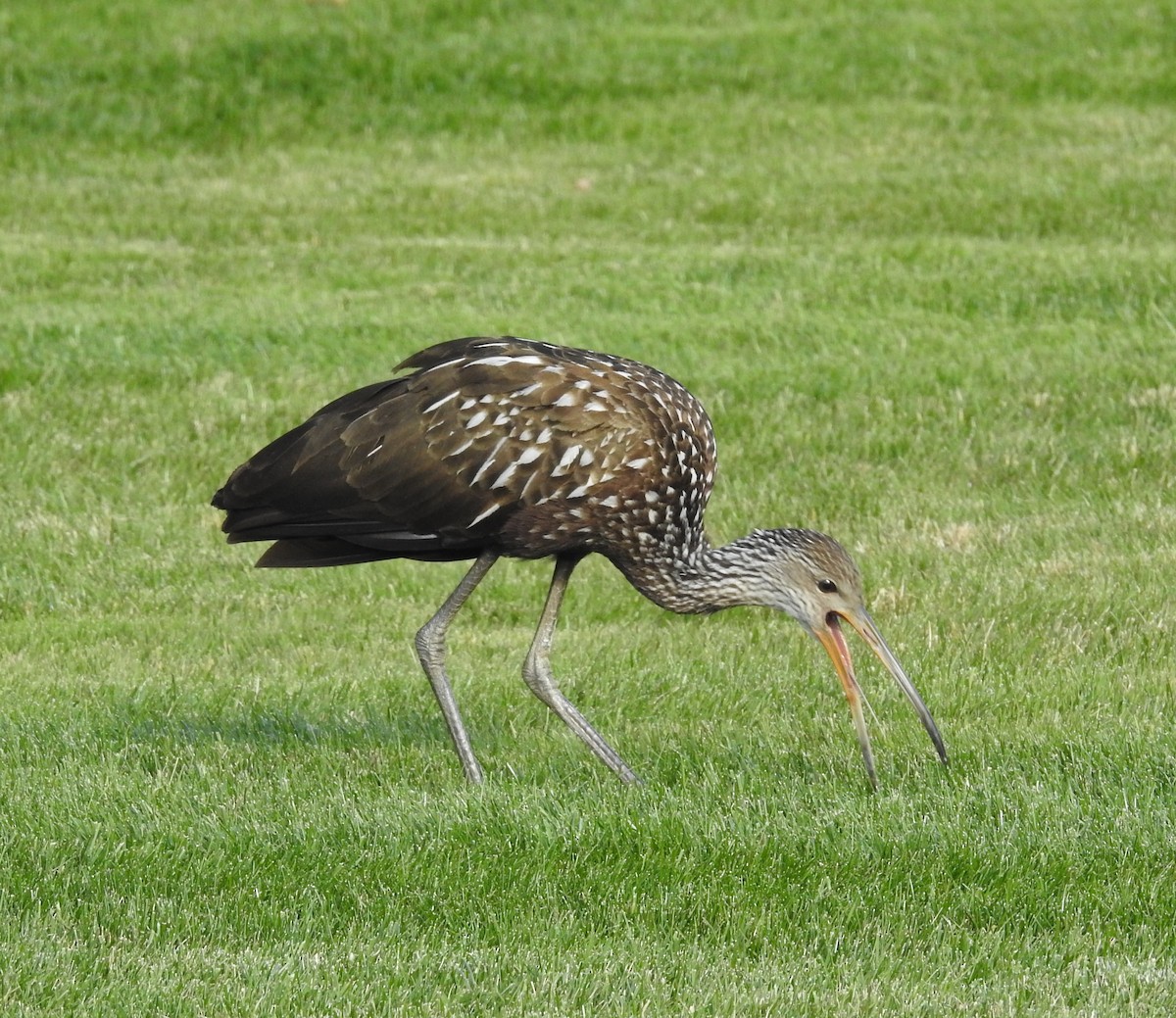 kurlan chřástalovitý - ML646197402