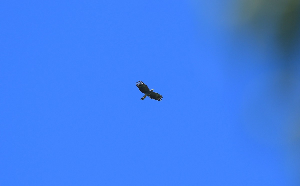 hákozobec neotropický - ML646197404