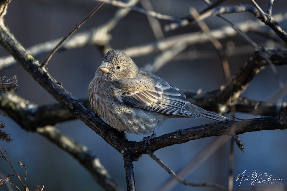 House Finch - ML646197406
