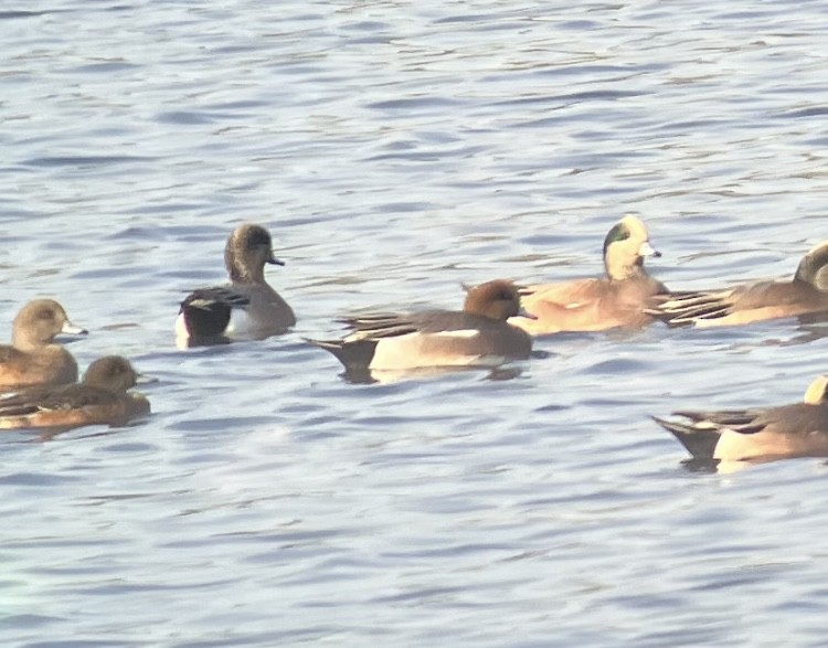 Eurasian x American Wigeon (hybrid) - ML646197413