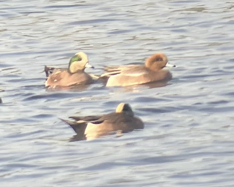 Eurasian x American Wigeon (hybrid) - ML646197414