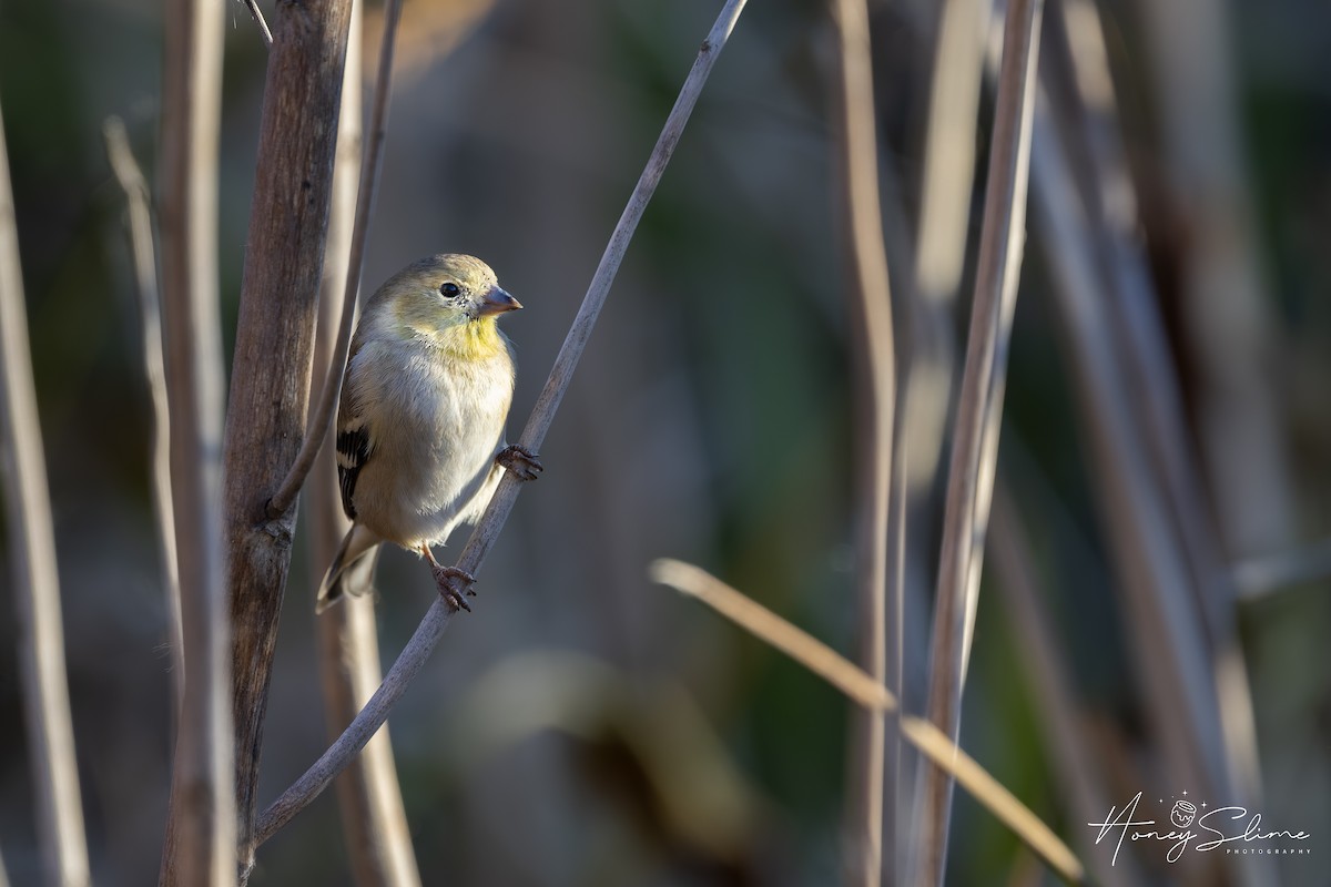 American Goldfinch - ML646197415