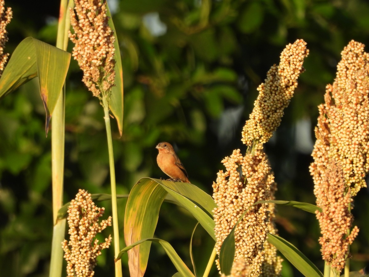 Ruddy-breasted Seedeater - ML646197418