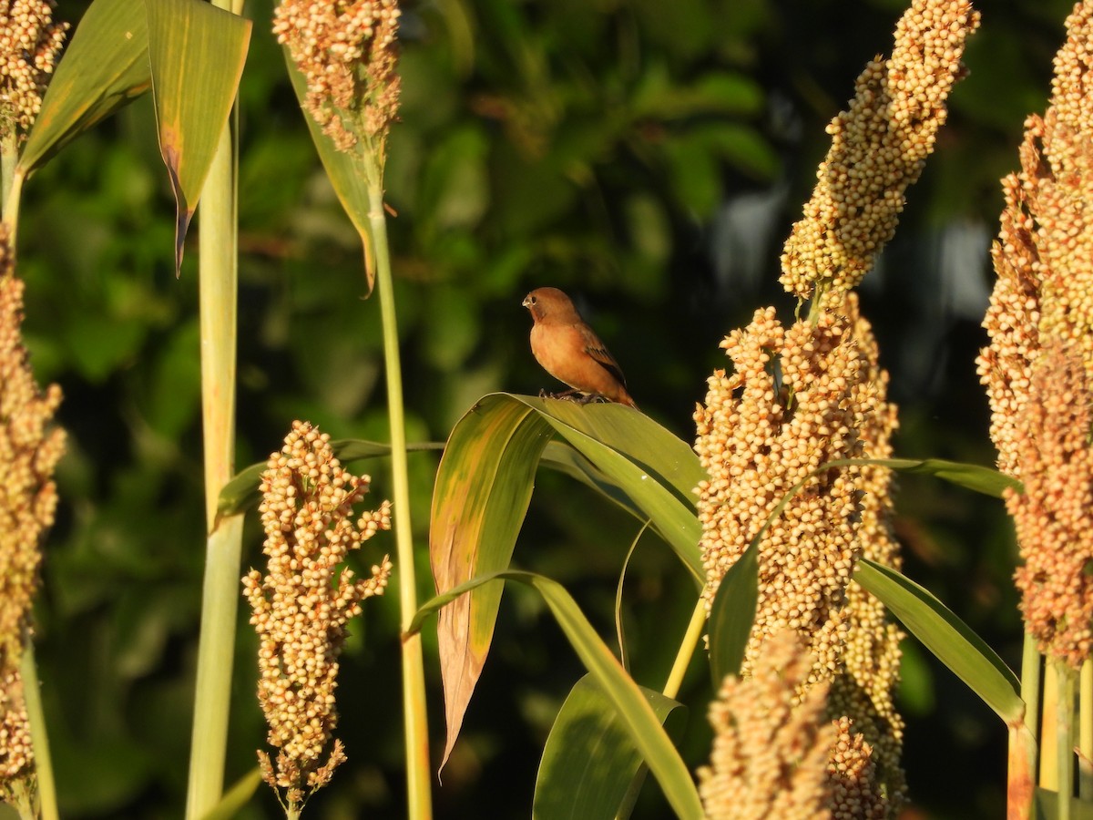 Ruddy-breasted Seedeater - ML646197419