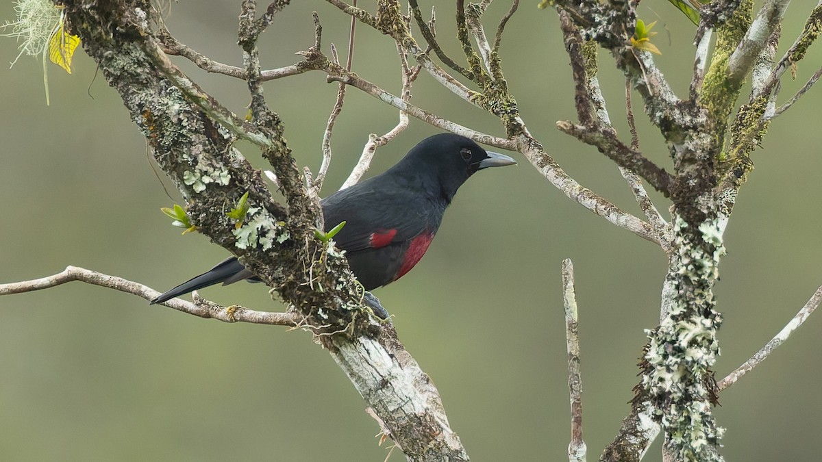 Black-and-crimson Oriole - ML646197420