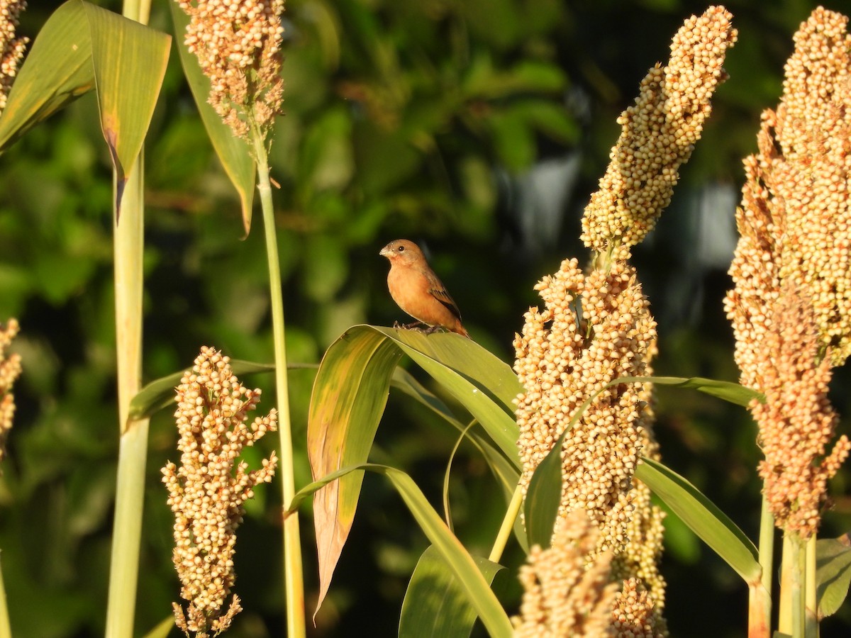 Ruddy-breasted Seedeater - ML646197421