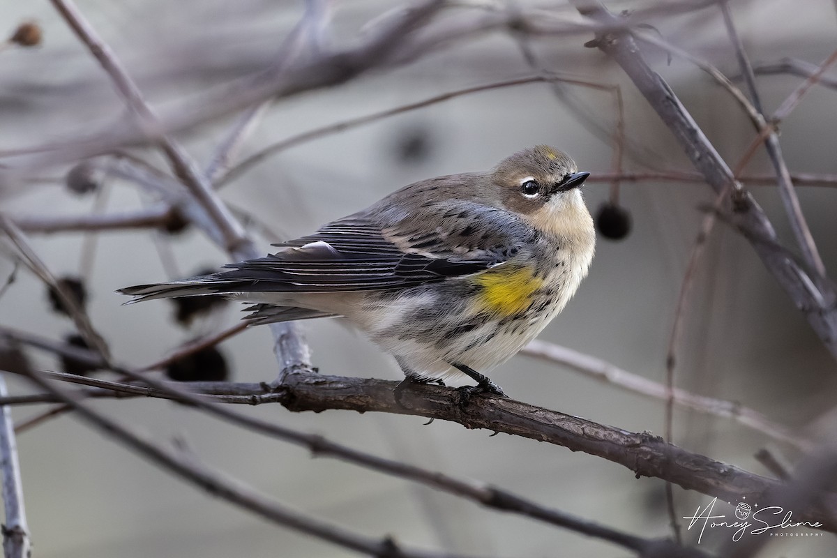 Yellow-rumped Warbler - ML646197422