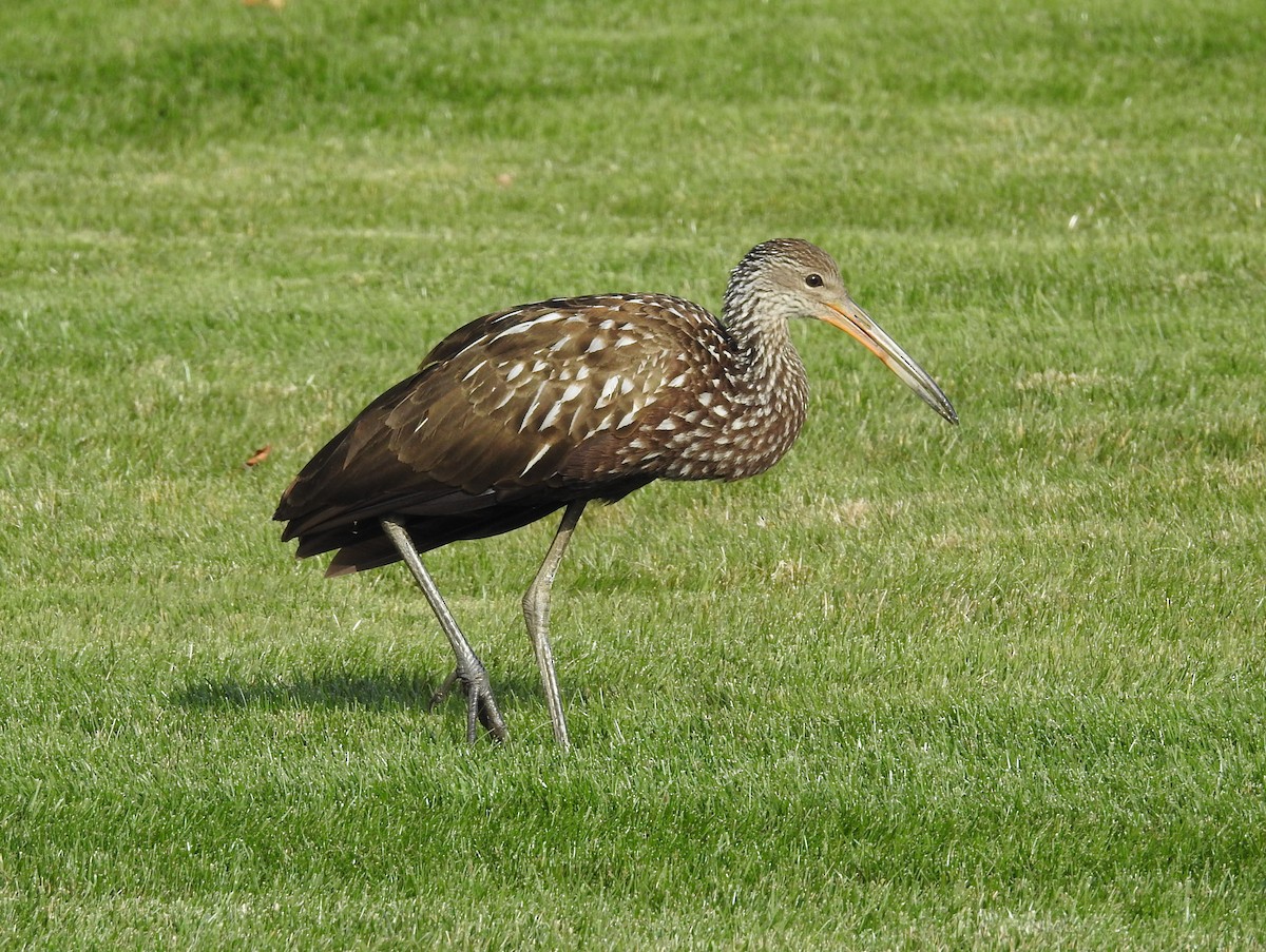 kurlan chřástalovitý - ML646197423