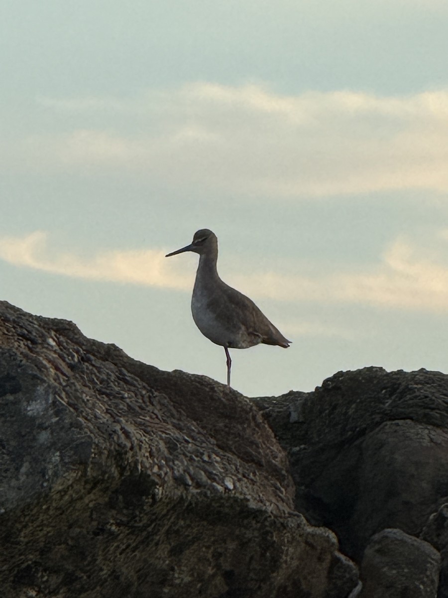 Willet - ML646197429