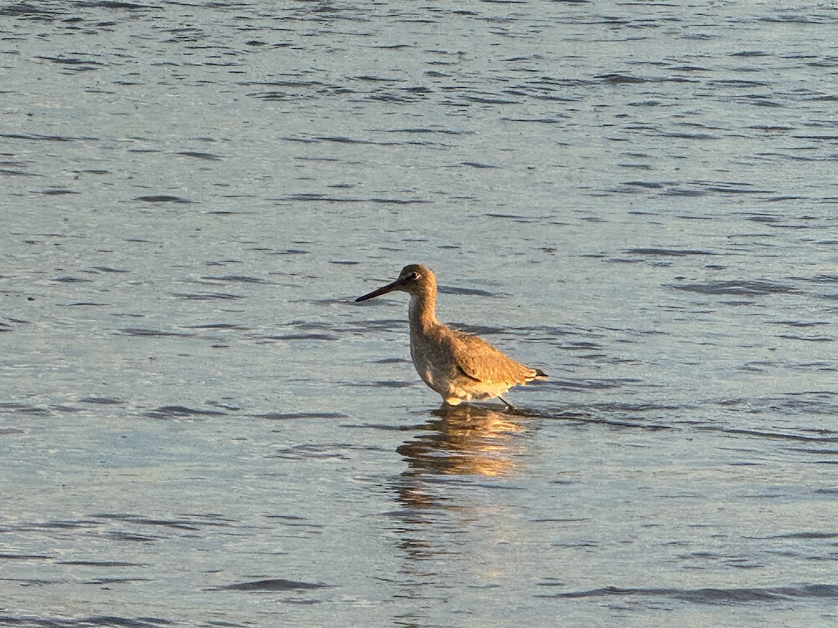 Willet - ML646197430