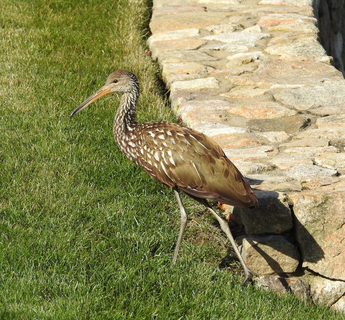 kurlan chřástalovitý - ML646197438