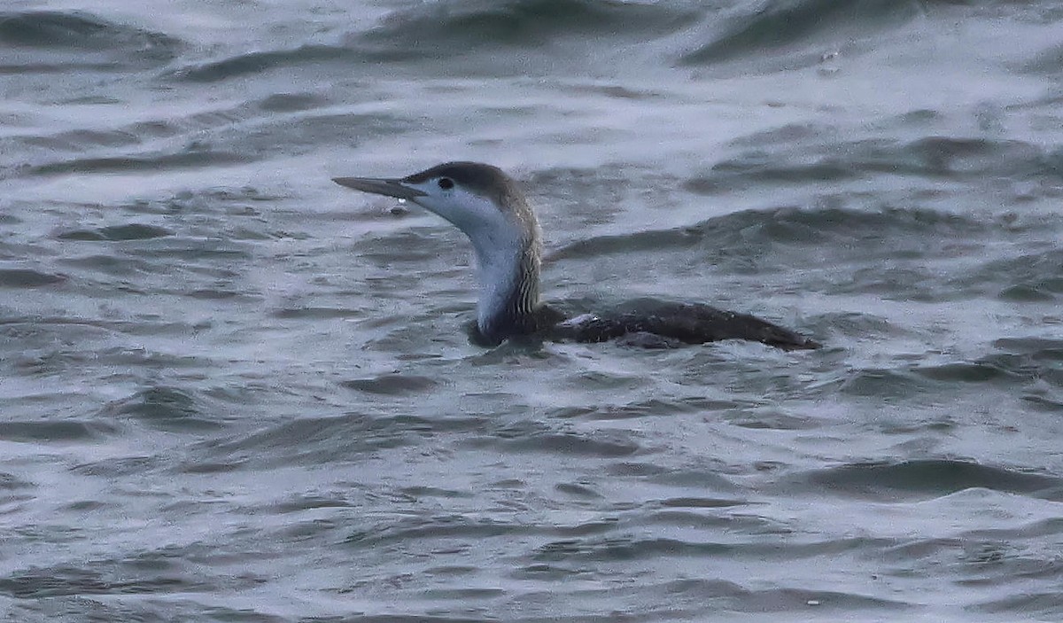 Plongeon catmarin - ML646197439