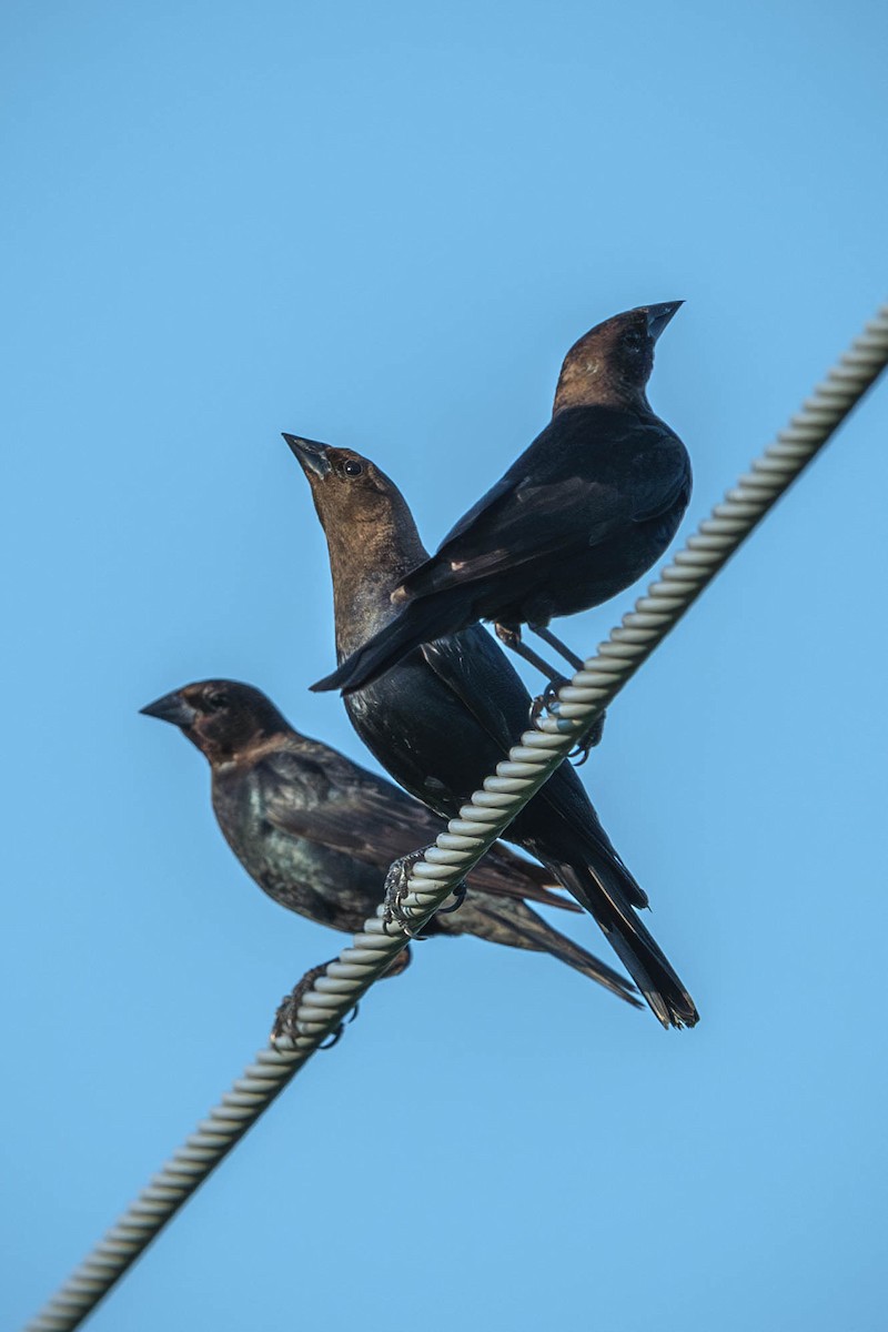 Коровий трупиал, буроголовый желтушник - ML646197441