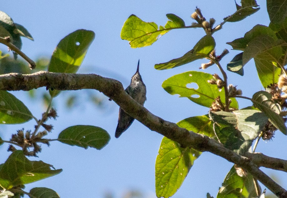 White-vented Violetear - ML646197446
