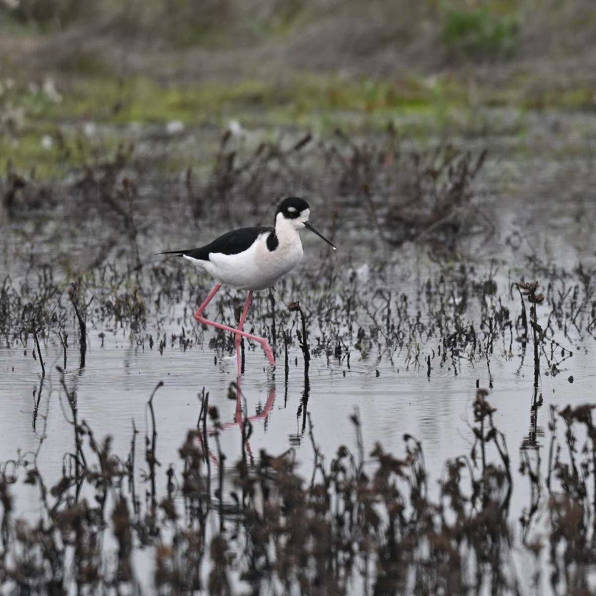 Black-necked Stilt - ML646197452