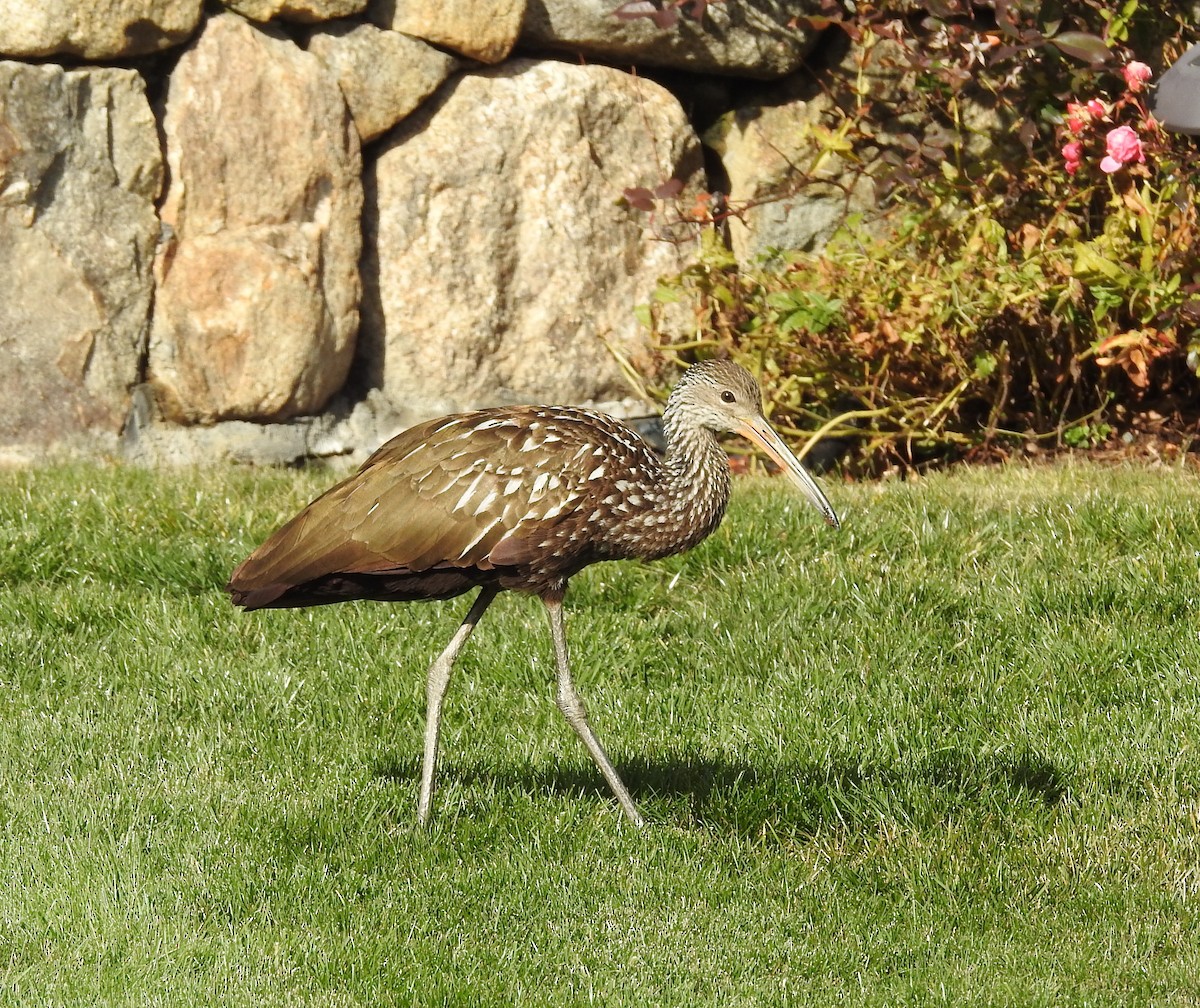 kurlan chřástalovitý - ML646197453