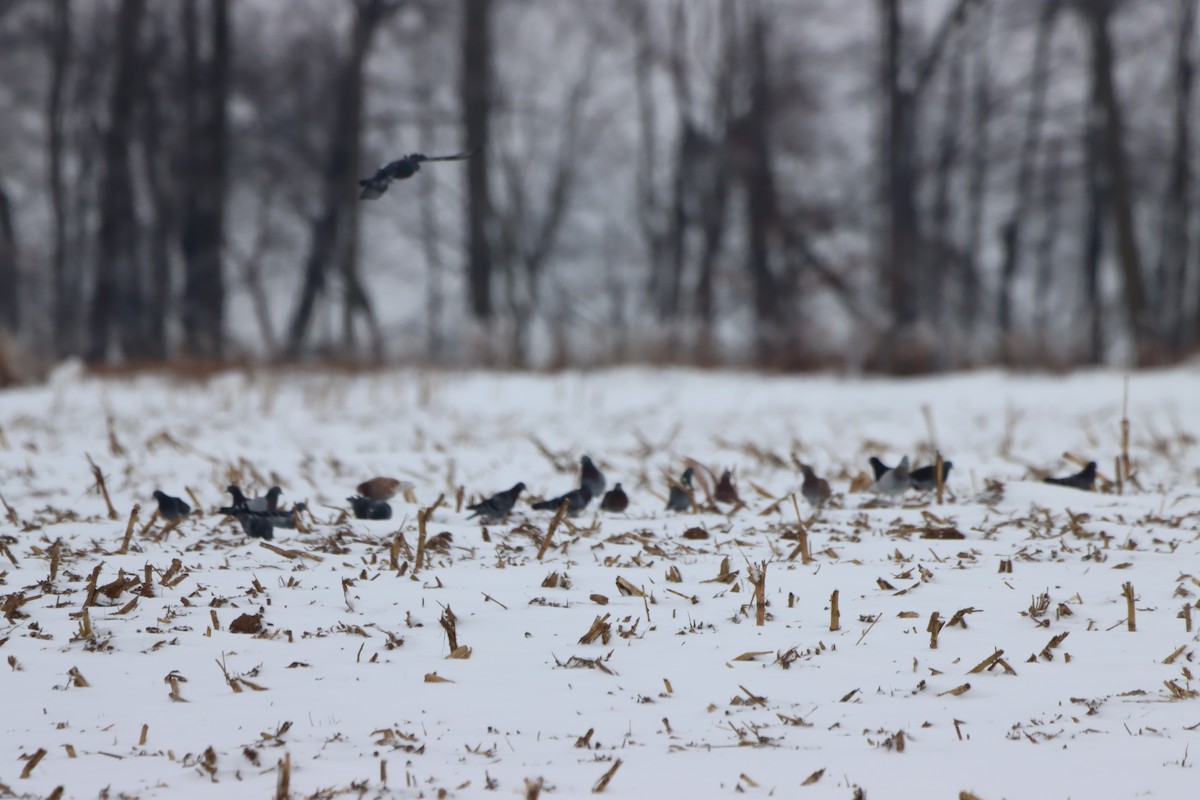 野鴿(野化) - ML646197455