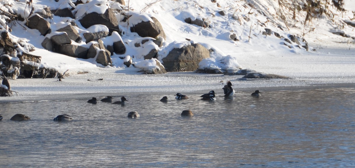 Hooded Merganser - ML646197458
