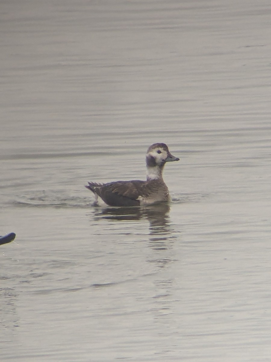 Long-tailed Duck - ML646197463