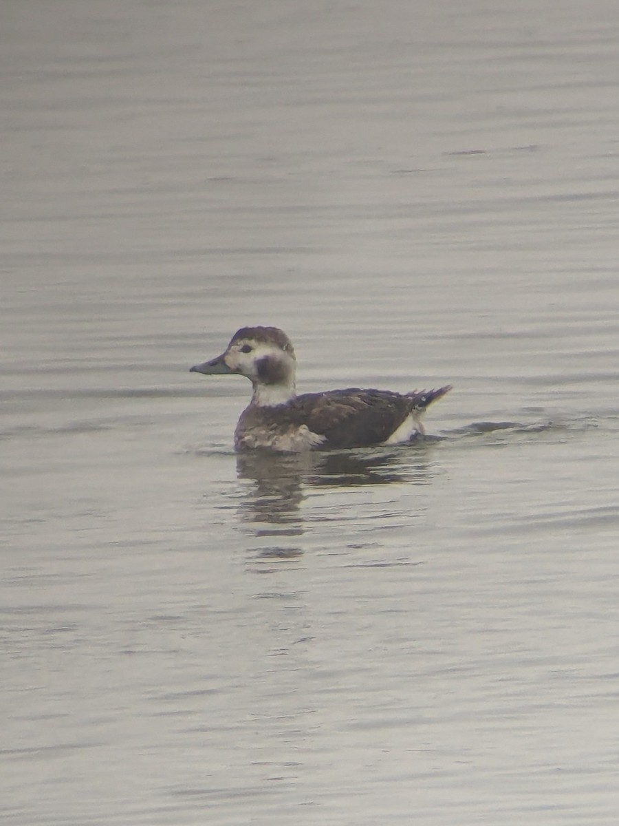 Long-tailed Duck - ML646197464