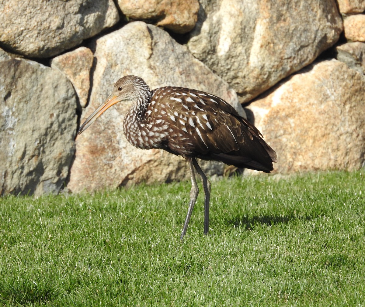 kurlan chřástalovitý - ML646197469