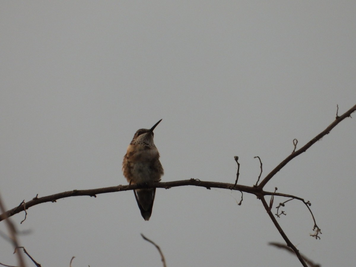 Ruby-throated Hummingbird - ML646197471