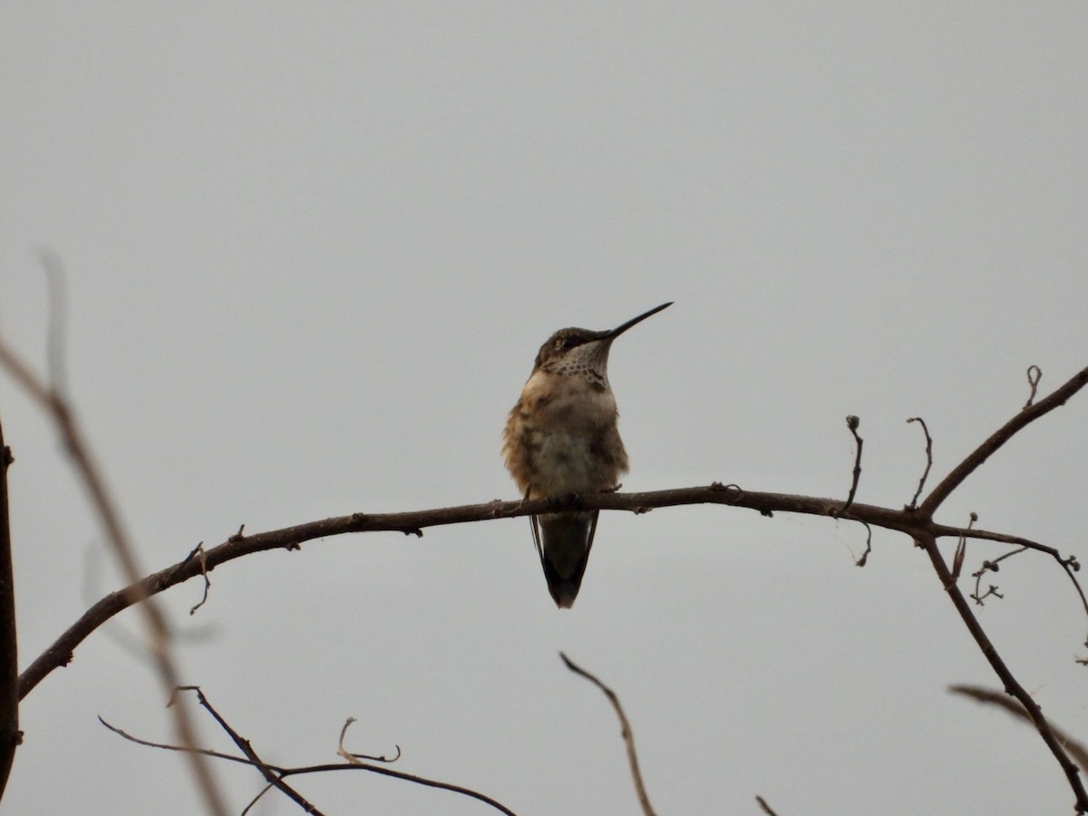 Ruby-throated Hummingbird - ML646197473