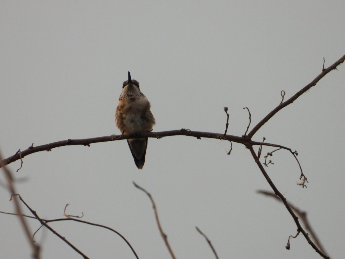 Ruby-throated Hummingbird - ML646197475