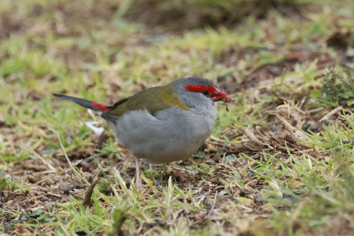 Al Kaşlı Belikınalı - ML646197483