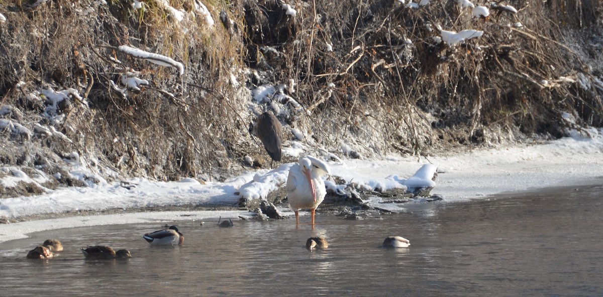 American White Pelican - ML646197484
