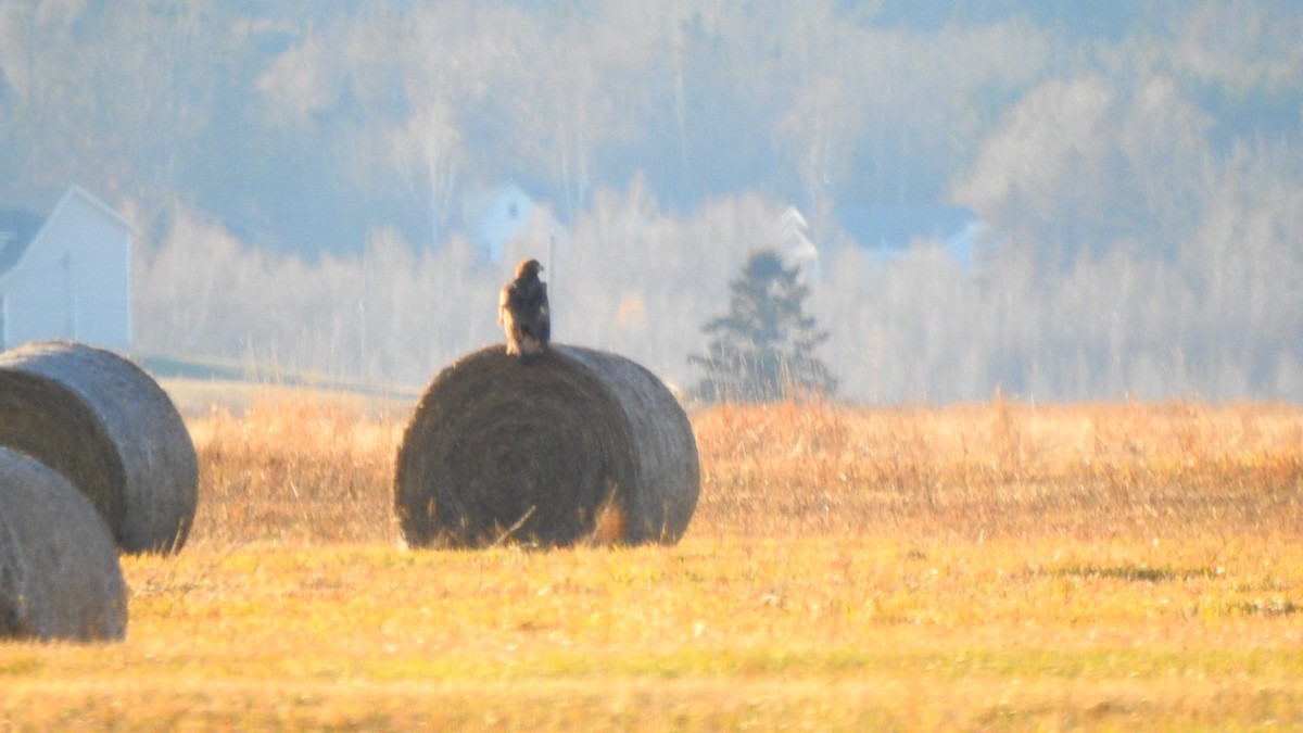 Golden Eagle - ML646197485