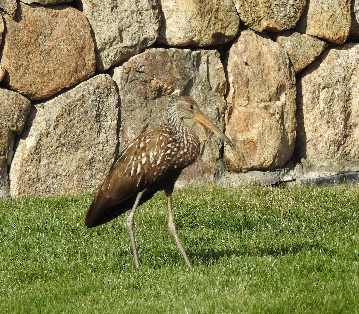 kurlan chřástalovitý - ML646197486