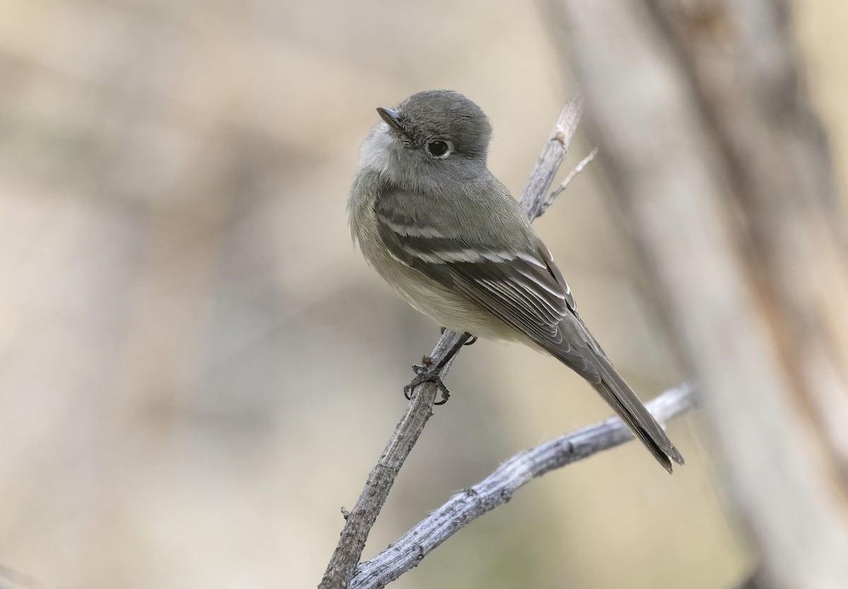 Hammond's Flycatcher - ML646197488