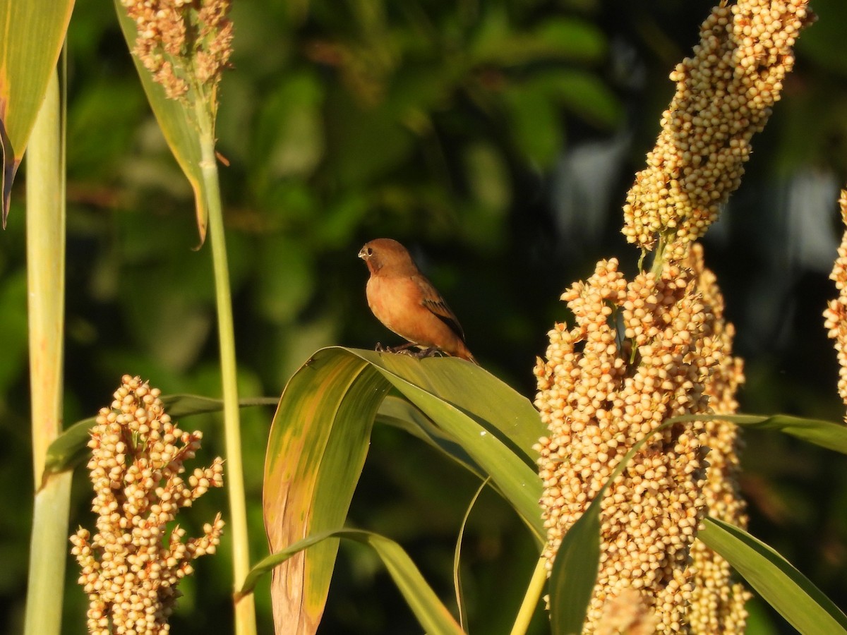 Ruddy-breasted Seedeater - ML646197490