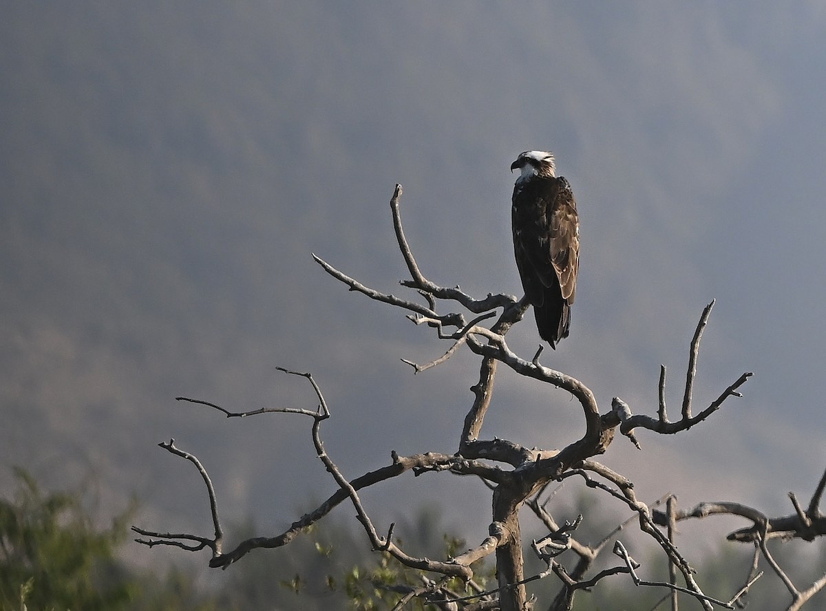 魚鷹 - ML646197492