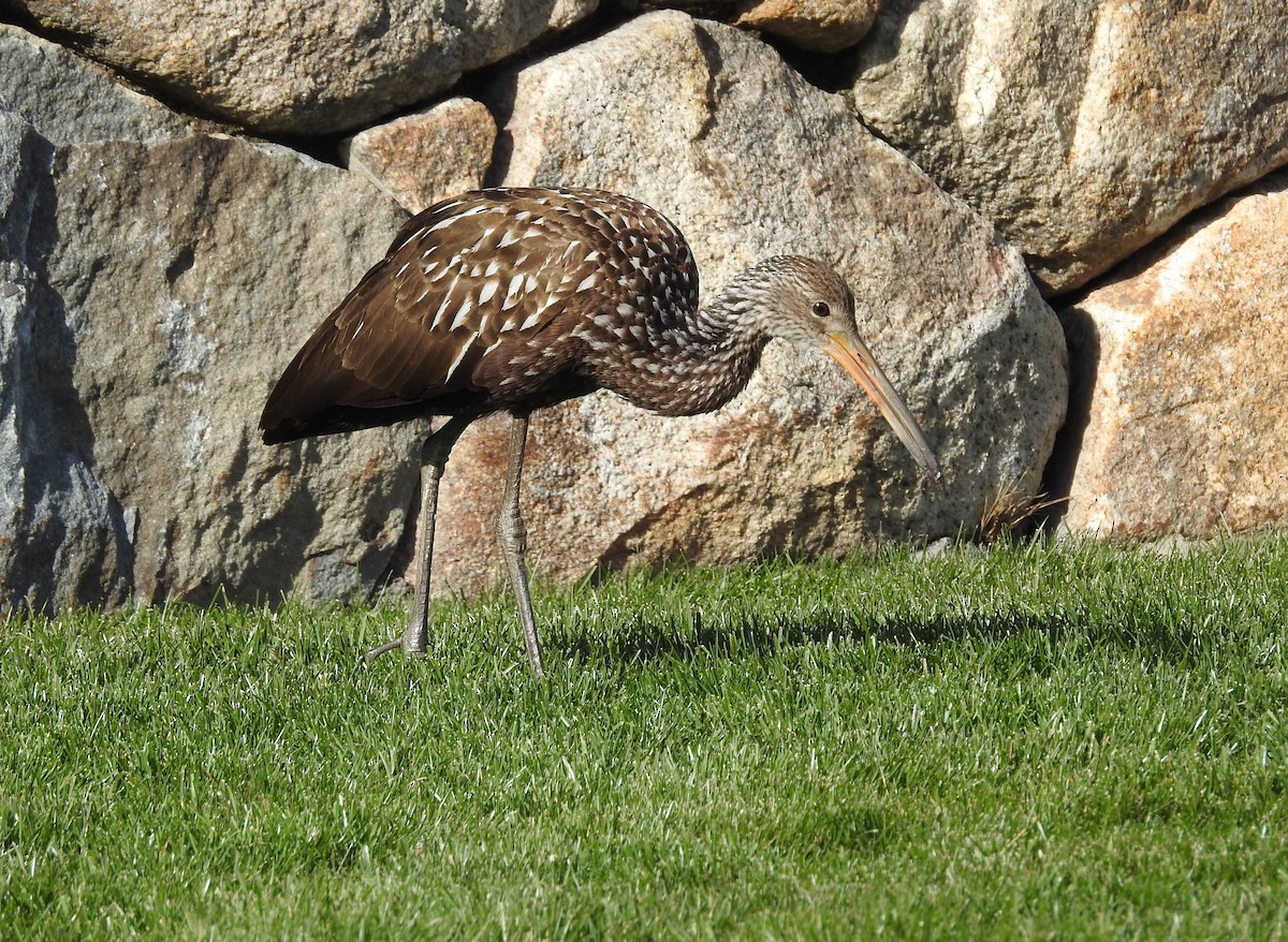 kurlan chřástalovitý - ML646197494