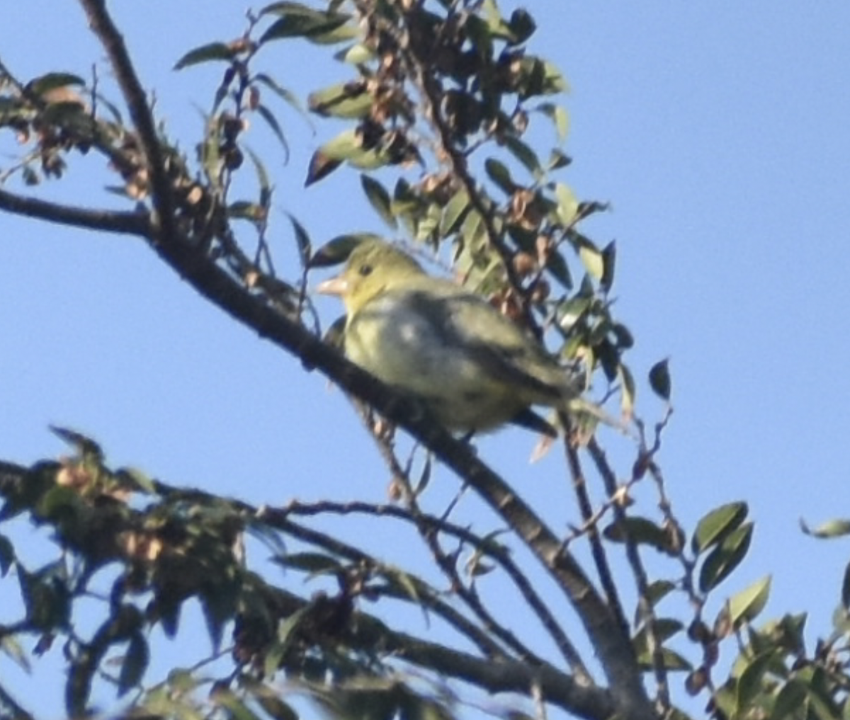 Scarlet Tanager - ML646197500