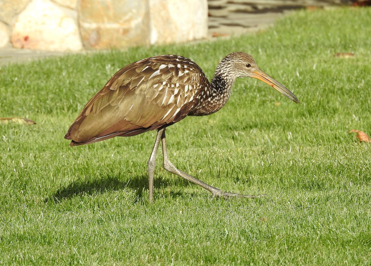 kurlan chřástalovitý - ML646197502