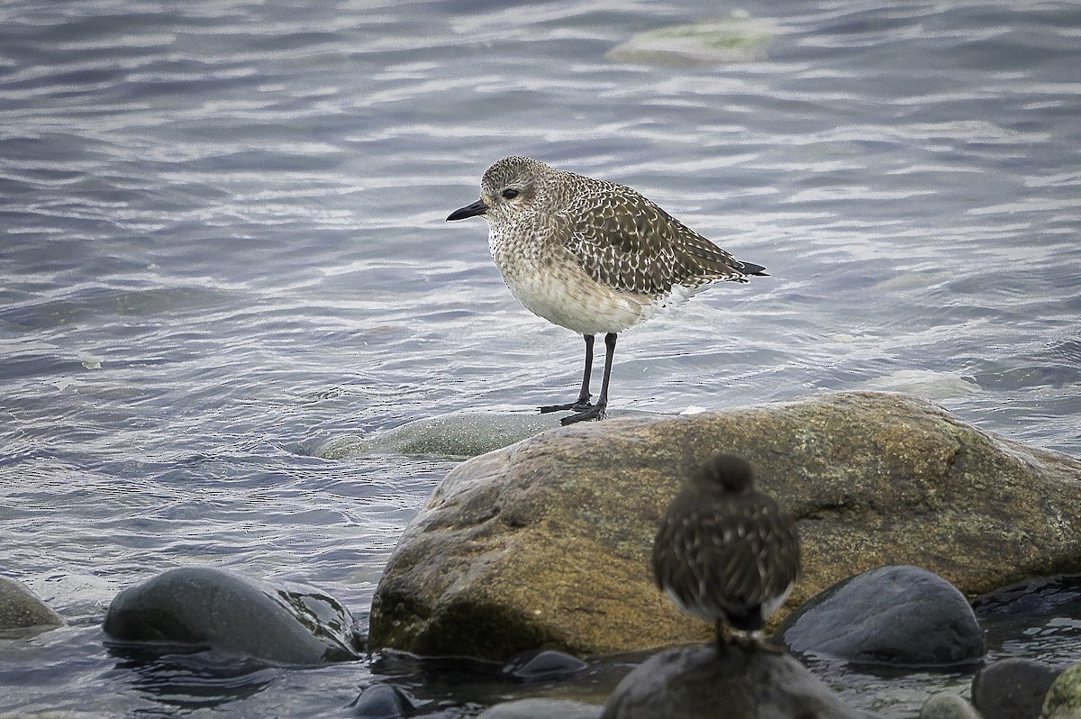 חופזי מנומר - ML646197504